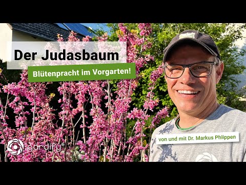 Video: Redbud-Bauminformationen - Anbautipps und Pflege von Redbud-Bäumen