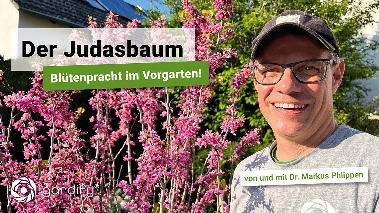 Der Judasbaum Blütenpracht im gardify Tipps YouTube