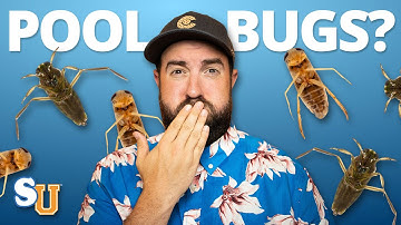 How To Get Rid Of WATER BUGS In Your POOL