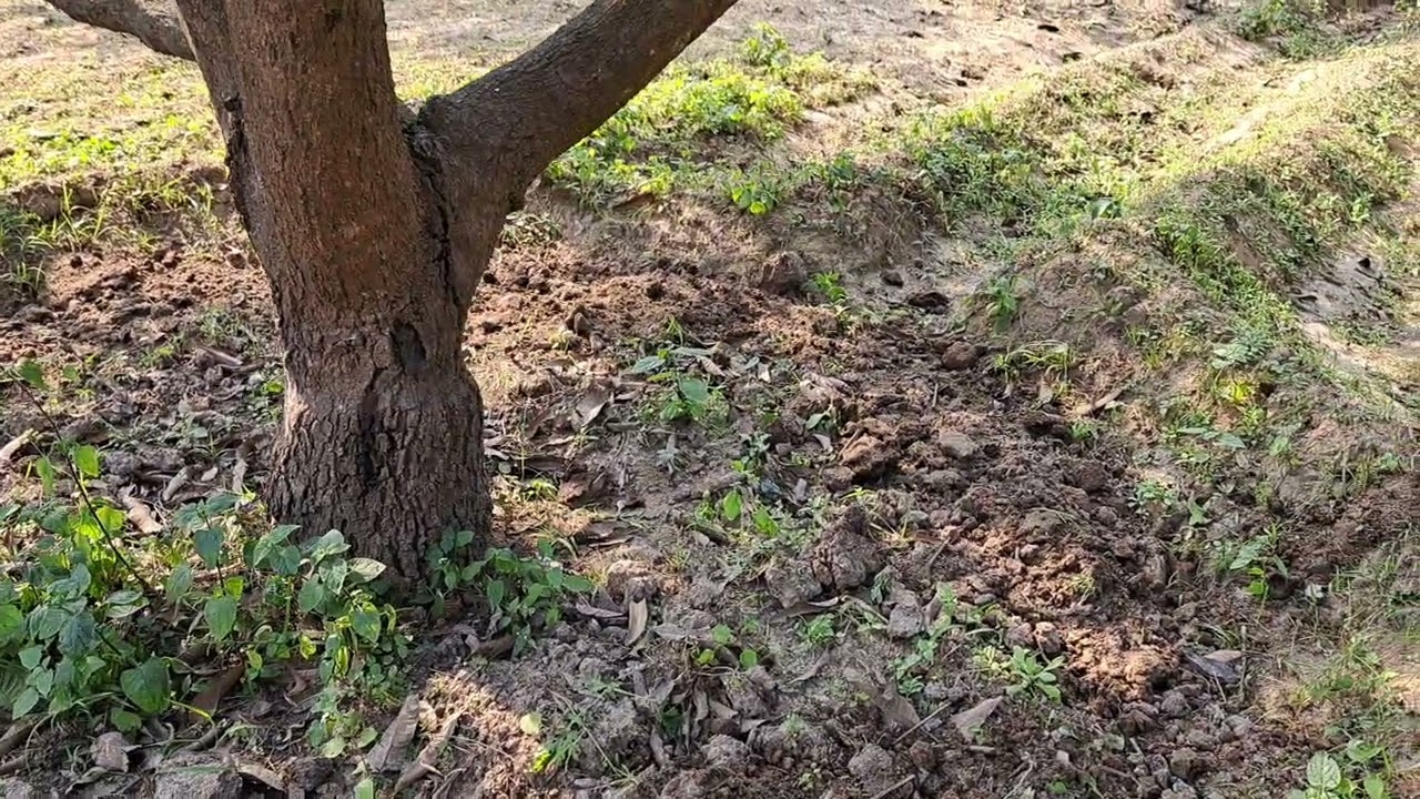 आम का पौधे में जनवरी मे करें एक काम 