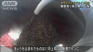 甲州ワインの仕込み始まる　11月に期待の新酒が楽しめます(2022年9月11日)