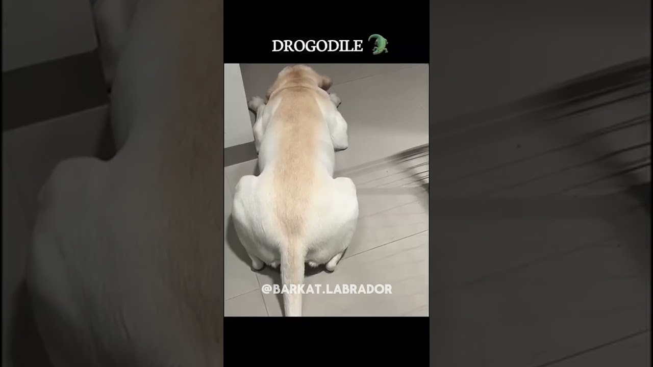 Barkat Labrador 🐶 | Funny Dog Videos, Puppy Life, Training Tips & Pet Love