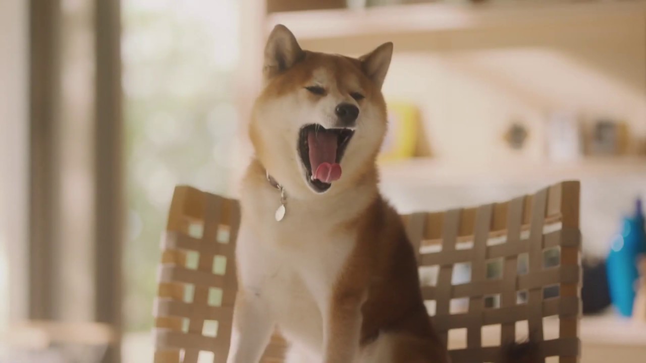 Cm セキスイハウス 家に帰れば柴犬 Youtube