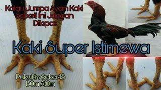 Kaki Ay4m Lepek Renteng Ciri-ciri P0k0l Ber4t