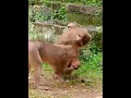 Listen baby don't shout loudly #animal #cutebaby #babymonkey #monkey #monkeysr #funny #animals