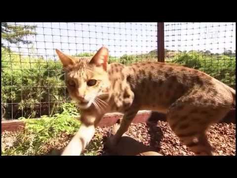 Savannah Cat (Кошка Саванна, Саванна Ф1 , Savannah F1) Murmulet.ru