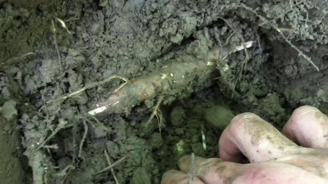 Digging a pile of Revolutionary War musketballs.