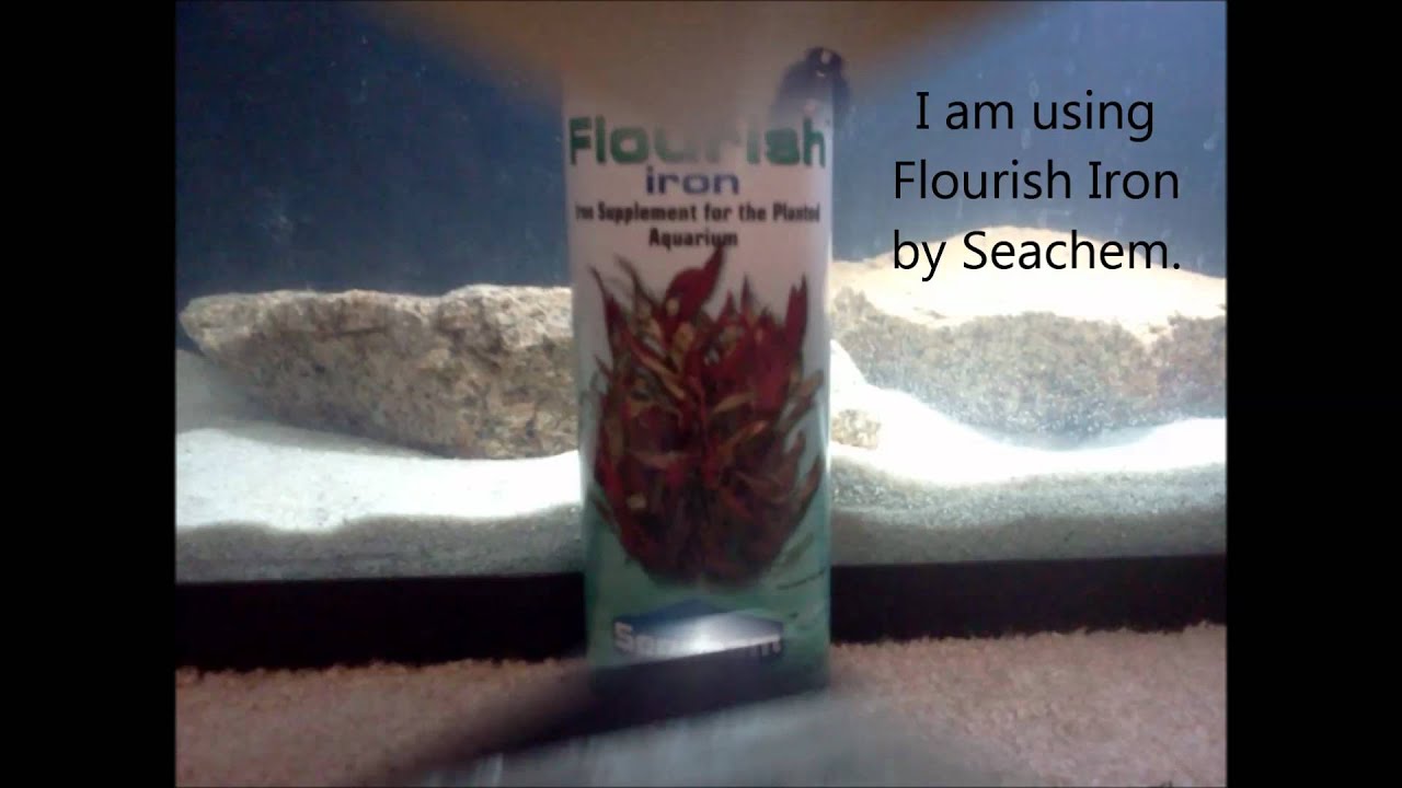 Growing Algae for an Aquarium part 1