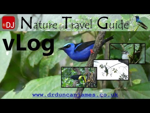 Wildlife of Sarapiqui, Costa Rica | vLog #16 | Nature Travel Guide