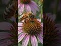 World Bee Day. honey bee 🐝
