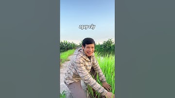 Cùng Tìm Hiểu Về Cây Cỏ Tranh #thuocnam #caythuocnam #thaoduoc #dongy #shorts