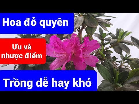 Video: Trồng Cây Đỗ Quyên Độ Cao Cao - Mẹo Chăm Sóc Cây Đỗ Quyên Ở Vùng Khí Hậu Miền Núi