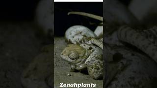 حرباء،تخرج من البيضة shortsvideo nature طبيعة تنسيق_حدائق @zenahplants