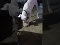 Miela Mimosa had a fluffy lamb! #funny #dog #greatdane #runningfromidiots
