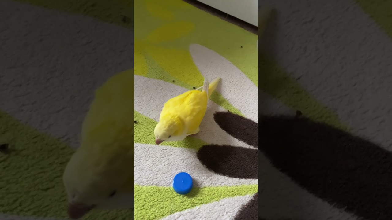 تدريب ببغاء الكويكر