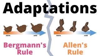 Bergmann's Rule and Allen's Rule explained