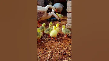 Geese Family Protecting Baby Geese Aggressively Ducks Geese Goose Chicks Babygeese Babyducks 