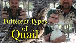 Different Breeds/Types of Coturnix Japanese Quail