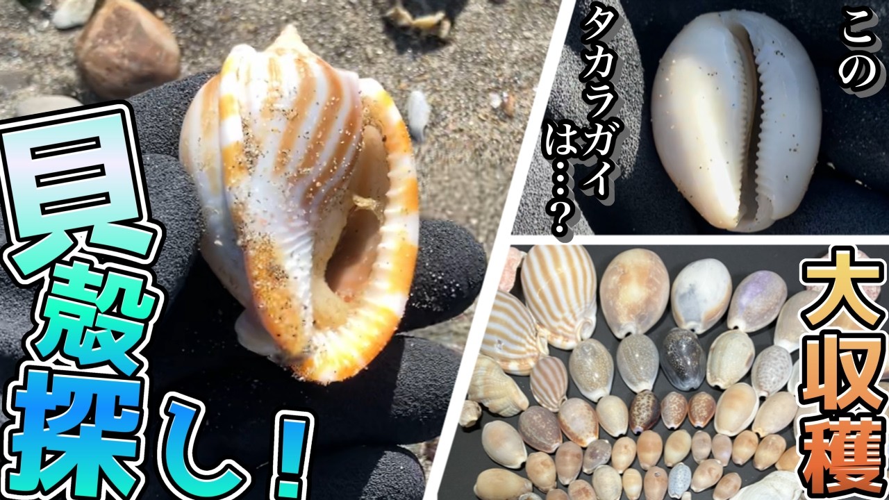 Big Harvest] A frigid seashell festival! Get excited about