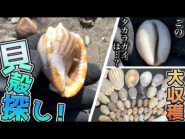 Big Harvest] A frigid seashell festival! Get excited about