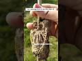 Air Layering से घर पर नया पौधा तैयार✨🌿#GardeningTips #PlantPropagation#GardenTricks#ytshorts
