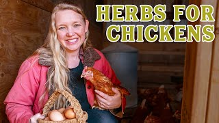 Grow THESE Herbs for your CHICKENS! (Treating Chickens w/ Herbs)