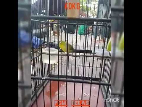 pleci: ''KOKO''' dari PCMI BEKASI