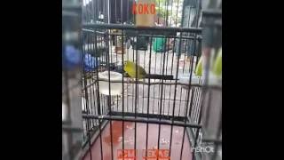 pleci: ''KOKO''' dari PCMI BEKASI