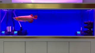 My Red Arowana update (6 months later)