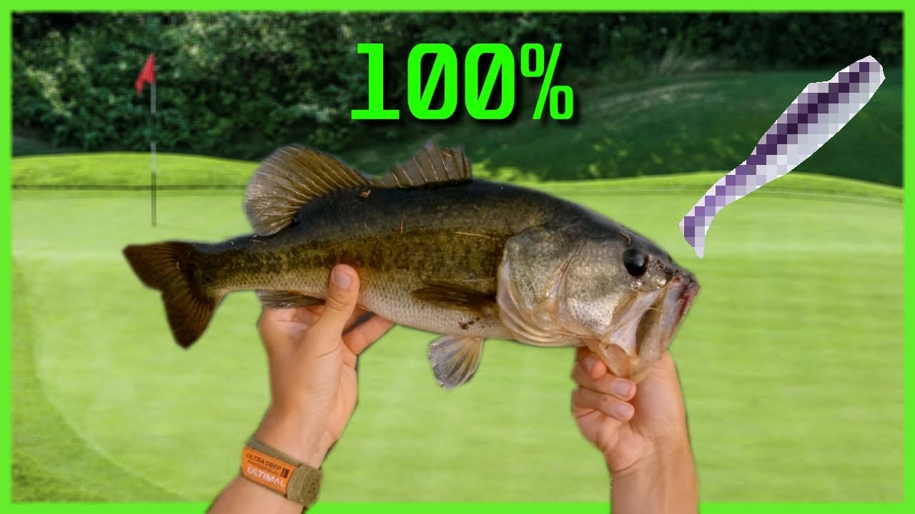 BEST BASS FISHING Bait setup for pond fishing at golf courses!