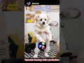Your Pet Can Dance! AI Animation Brings Photos to Life with Moves