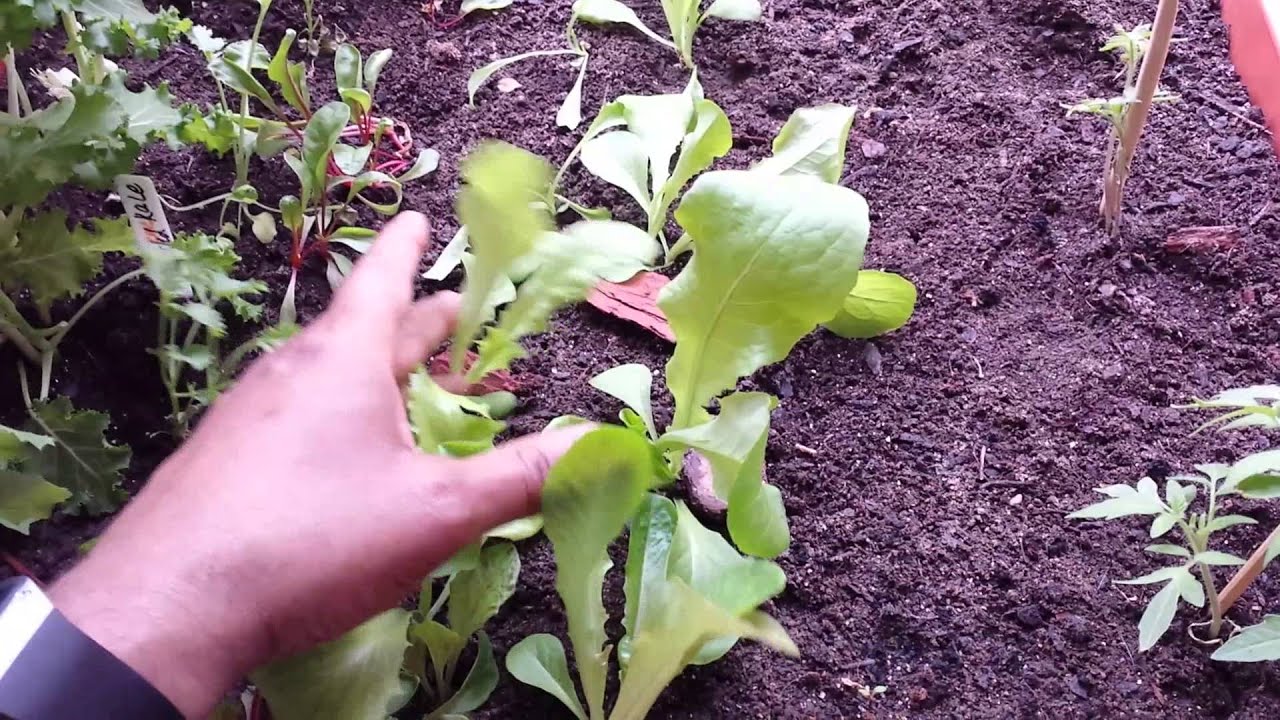 My Dc City Pickers Patio Garden Kit Experiment Youtube