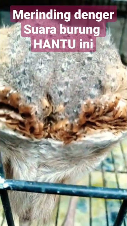 suara burung hantu yg bikin merinding