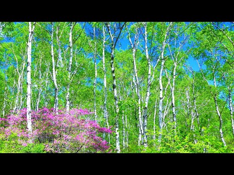 4K 日本一美しい白樺林「新緑の八千穂高原 ミツバツツジ」北八ヶ岳 絶景 癒し自然映像 森林浴 自然音  野鳥のさえずり 清流のせせらぎ Japan Nature Relaxation