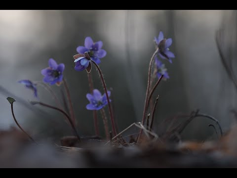 Video: Astrālās Vienības: Veidi Un Klasifikācija