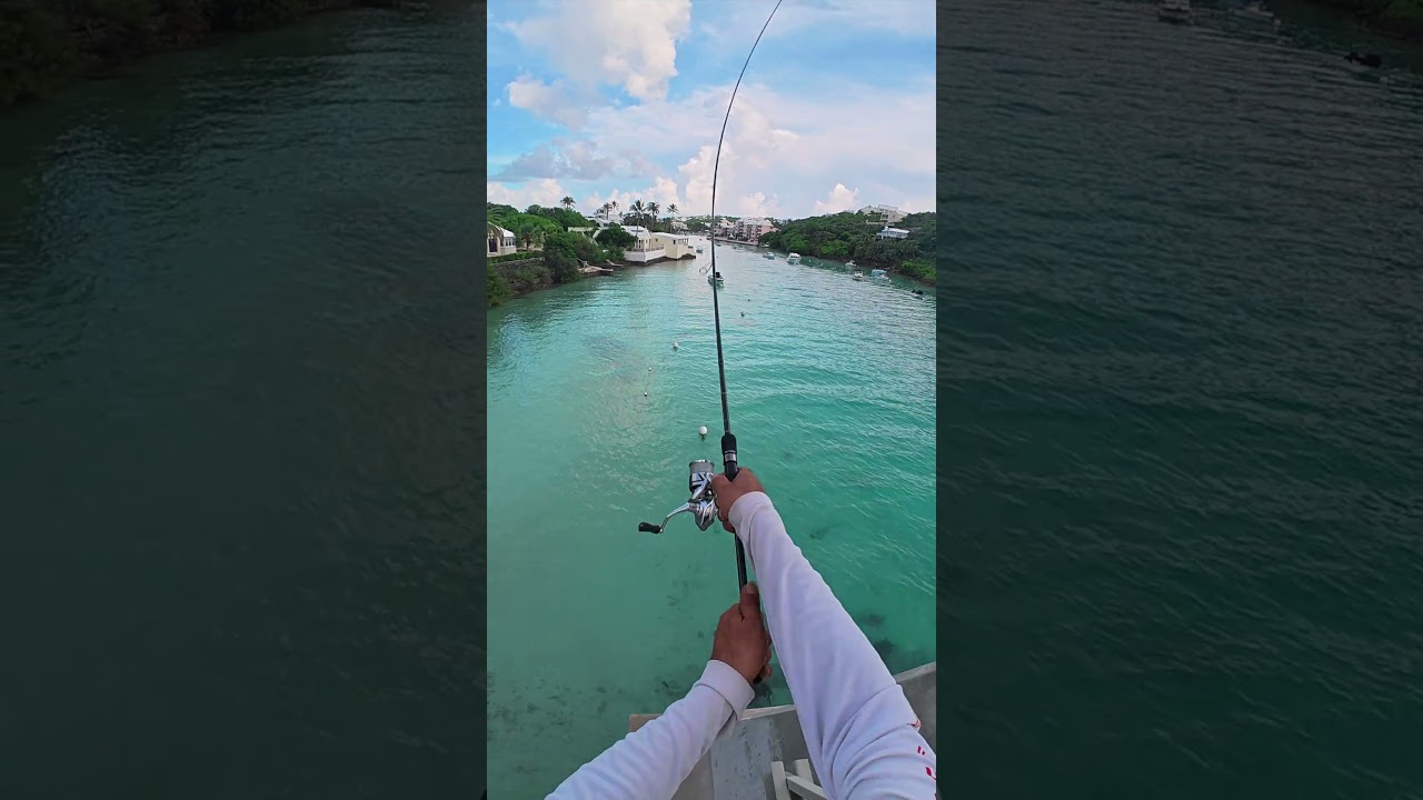 🔥 Fishing Above Paradise. Fish Below.