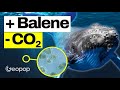 Una balena pu rimuovere dall'atmosfera la stessa CO2 di 1500 alberi: ecco perch e come ci riesce