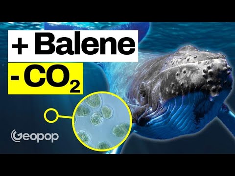 Vídeo: Quant dura una balena?