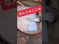 えっマジなにこれ。最後なにが出てきたの？#shorts