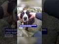 Body camera shows officer rescuing trapped Bernese Mountain Dog