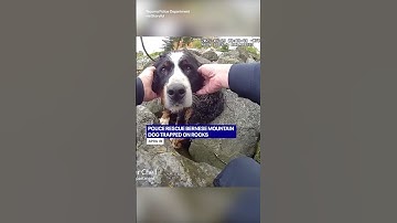 Body camera shows officer rescuing trapped Bernese Mountain Dog