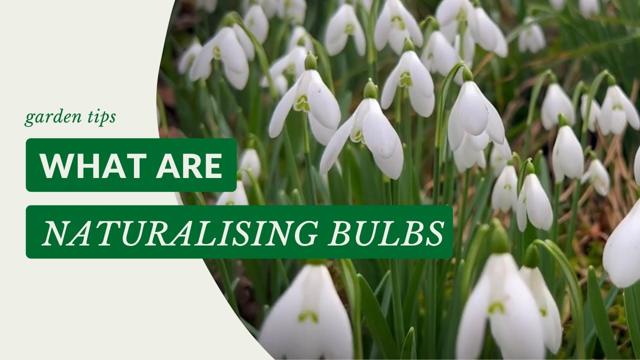What Are Naturalising Bulbs? Gardening Tips with J. Parker's YouTube