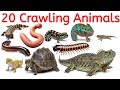 20 रेंगने वाले जानवर 🐍 | Crawling Animals Name in Hindi & English | Animated Learning Video
