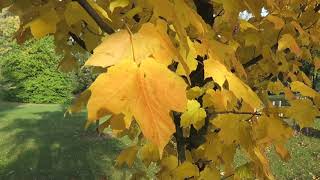 Acer nigrum   javor černý