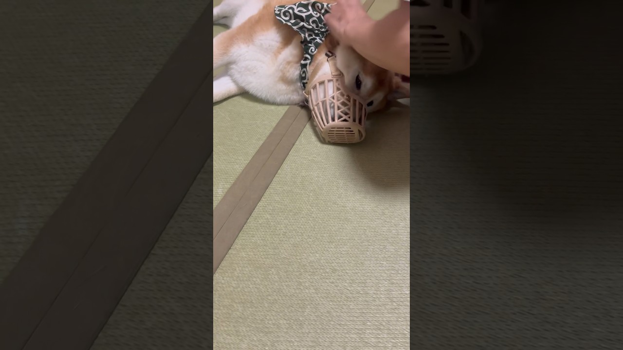 柴犬福 肉球を止められた柴犬🤣Shiba-mask🤣