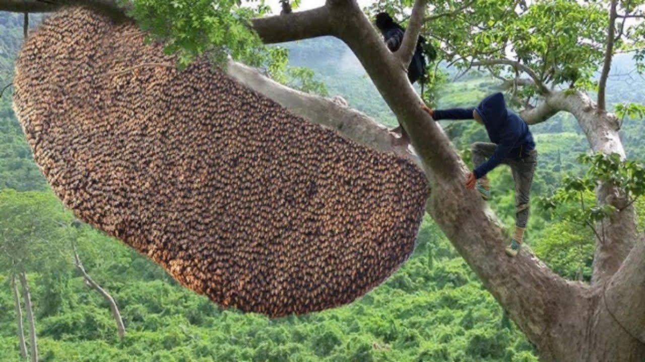 extreme wild honey hunt harvesting 2 honeycombs from a... JAW-DROPPING Giant Wild Honeycomb EVER Seen! Super Satisfying Honey ...