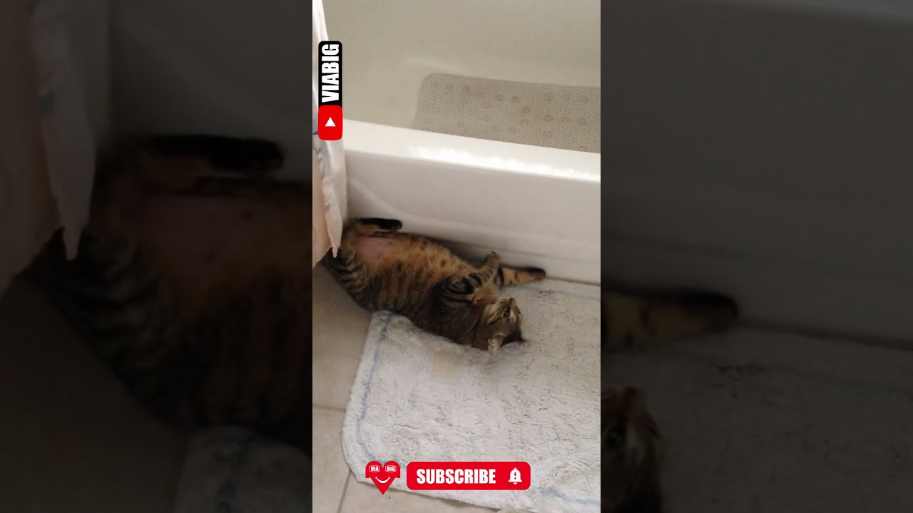 A Cat acts cute for her owner