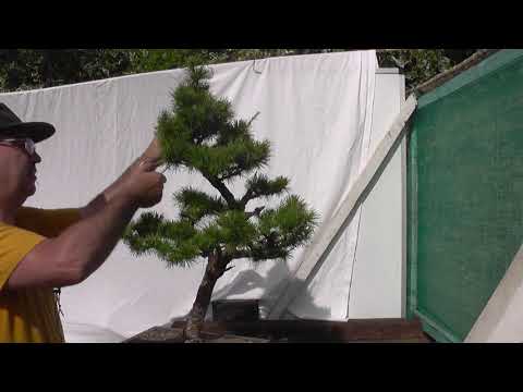Video: Jinsi Ya Kutofautisha Pine Kutoka Kwa Larch