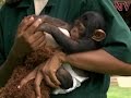 Meet Ngamba's pampered baby chimpanzee