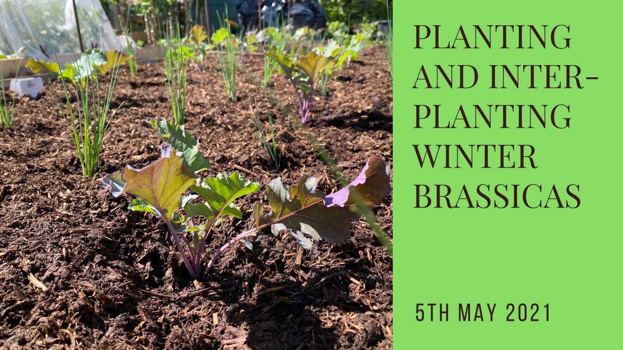 Planting and inter-planting winter brassicas | parsnips | onions | leeks | kalettes